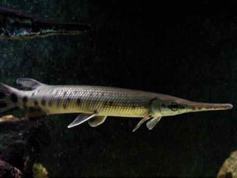 鱼类活化石:鳄雀鳝 鱼类活化石:鳄雀鳝