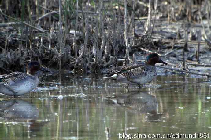 崇明东滩湿地公园十一月鸟况-望远镜打鸟