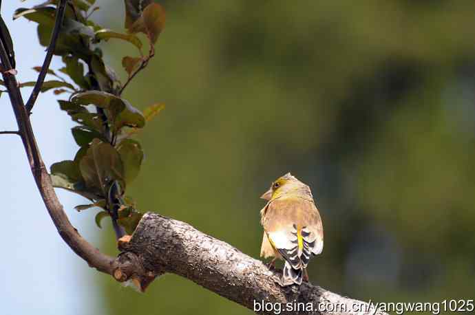 明星风范（拍摄金翅鸟纪实）