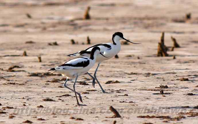 飞雁滩拍鸟 多种水鸟和白头翁