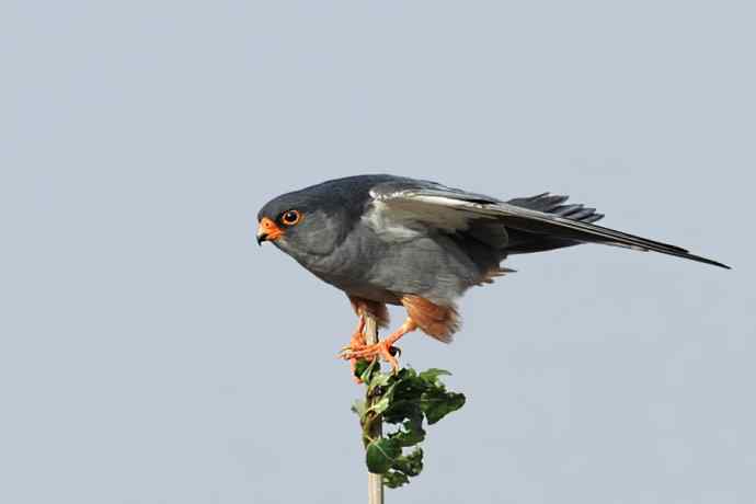 康西草原五隼登科