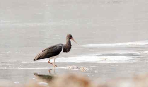 五百分之八的黑鹳