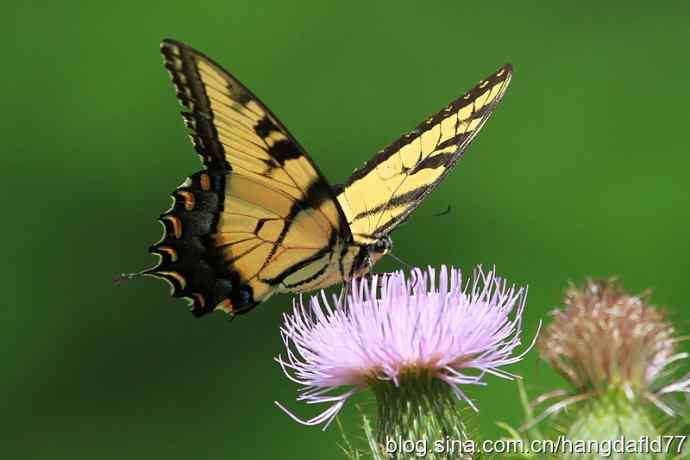 东方虎凤蝶