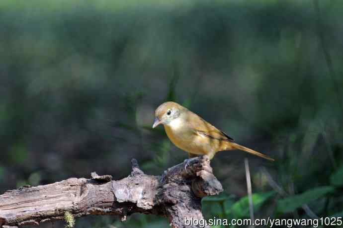 厚嘴苇莺(7) 厚嘴苇莺(7)