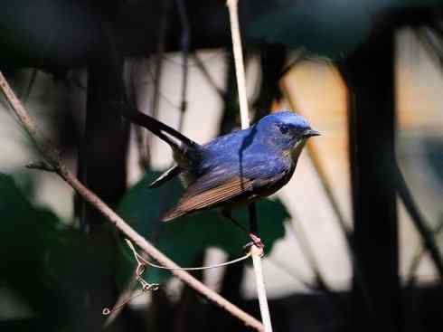 美丽无罪:雀鸟之姬鹟 美丽无罪:雀鸟之姬鹟