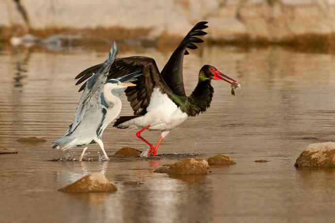 鹭鹳相争 拍翁得意