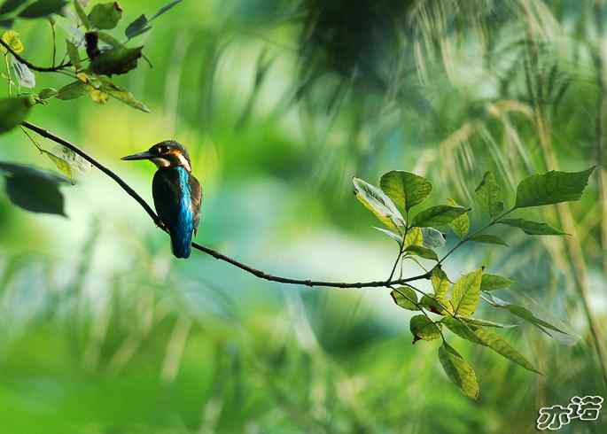 圆明园拍鸟——树上的小翠