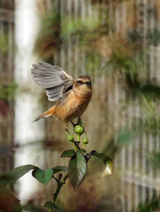 黑喉石鵖mm写真