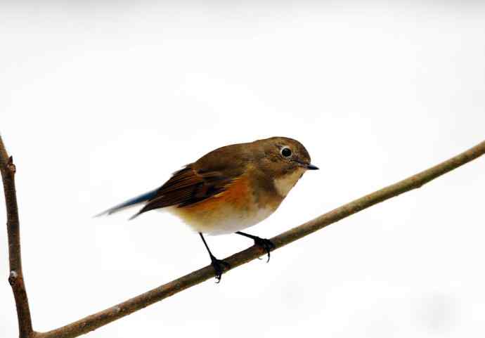 相逢在小雪中 相逢在小雪中