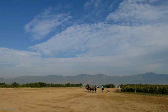 野鸭湖的秋天.翻石鹬