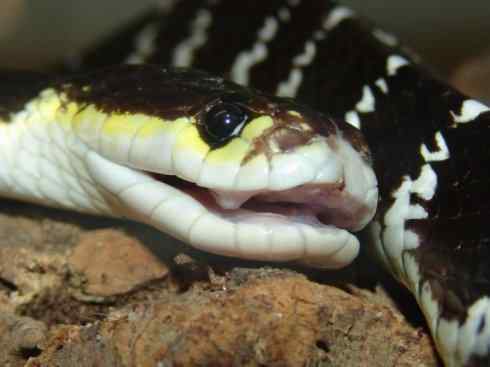 龙：传说的兽原型探秘（环蛇类）