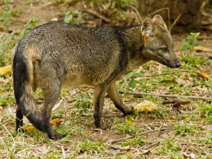 犬科：犬亚科小耳犬属的小耳犬