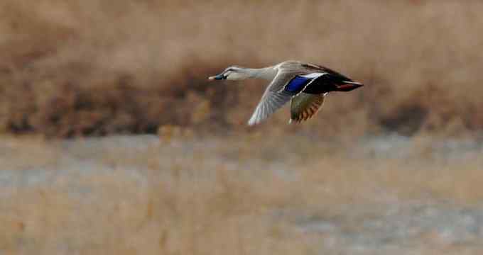 小燕子穿花衣 小燕子穿花衣