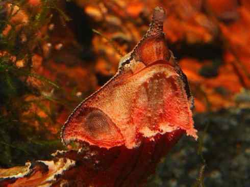 玄武：传说的兽原型探秘（玛塔龟）