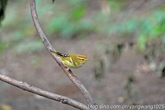黄眉柳莺（26）