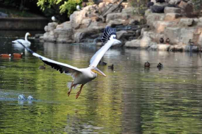 北京动物园的鸟类——再拍鹈鹕  13