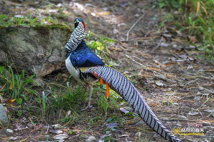 康定拍鈥湴赘菇跫︹