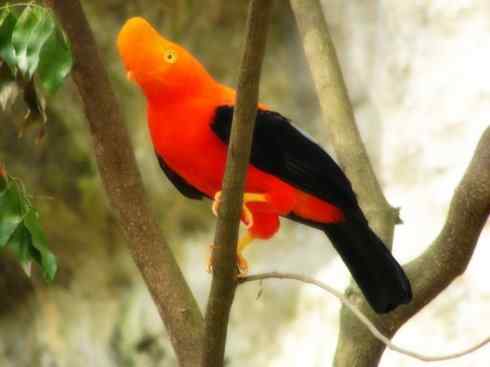 猎奇:十大奇异鸟类之四 猎奇:十大奇异鸟类之四