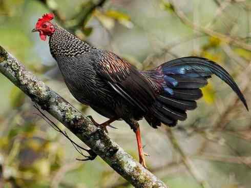 凤凰：传说的鸟原型探秘（原鸡）