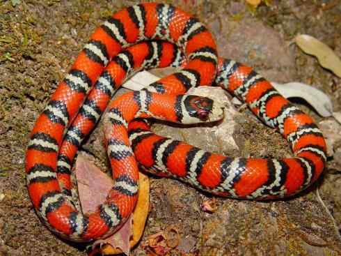 龙：传说的兽原型探秘（游蛇类）