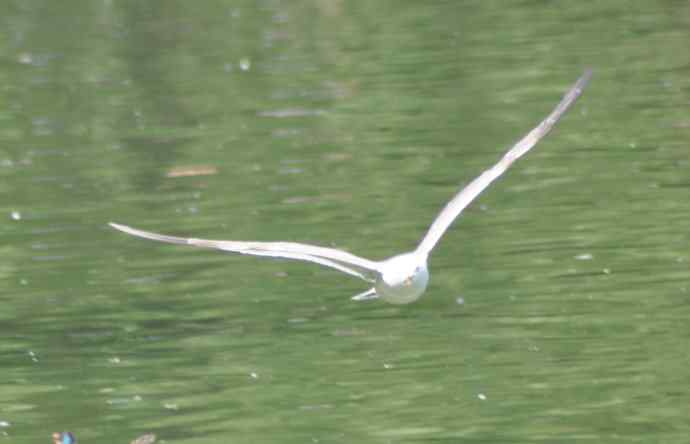 海鸥与打架的鸿雁