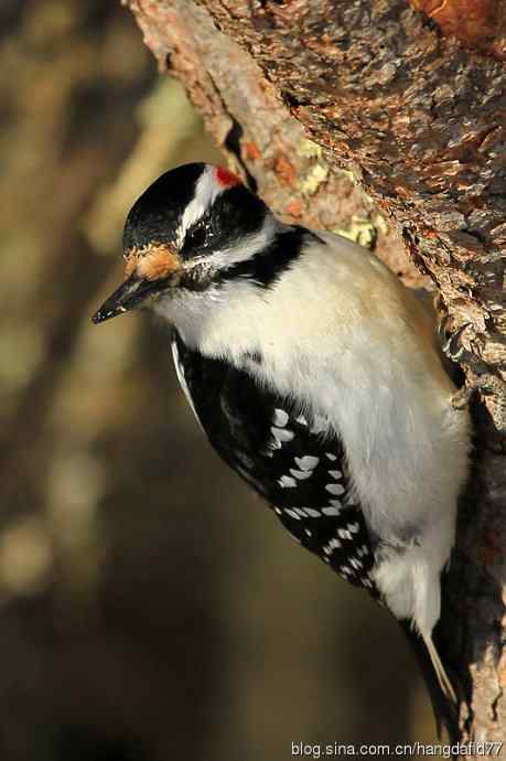 毛发啄木鸟(4) 毛发啄木鸟(4)