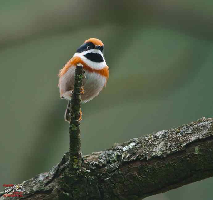 洋县的红头长尾山雀 洋县的红头长尾山雀