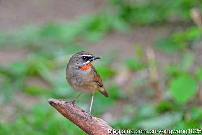 雄性红喉歌鸲（8）