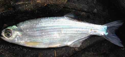 鱼类活化石：月眼鱼