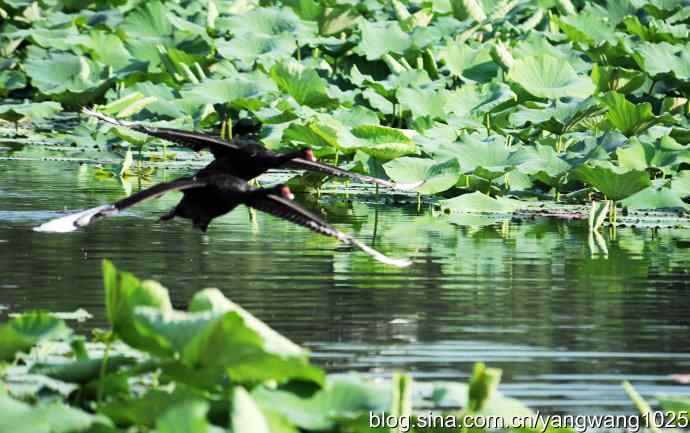 手持相机拍摄黑天鹅