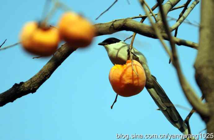 谁爱吃柿子？（喜鹊）