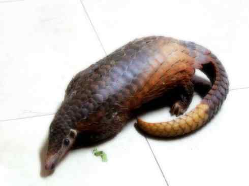 动物世界：山寨还是原创之六