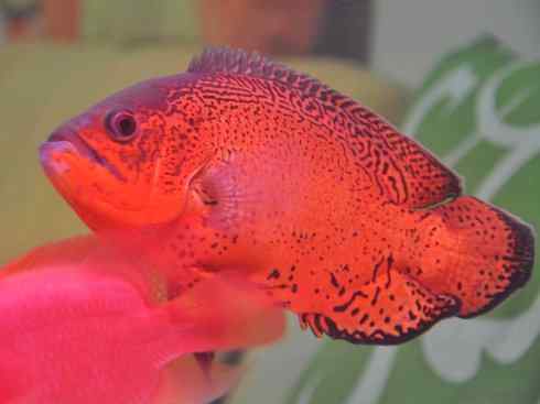 鱼类活化石：美洲肺鱼