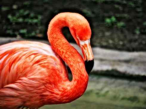 猎奇：奇特的鸟喙之二