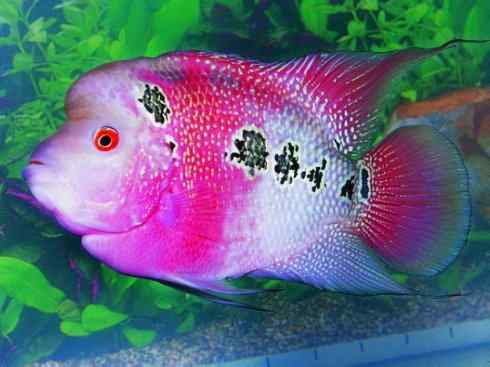 鱼类活化石:澳洲肺鱼 鱼类活化石:澳洲肺鱼