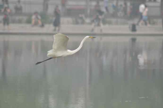 奥林匹克公园白鹭飞 wbr2