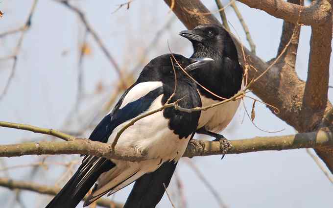北京植物园赏鸟（十七），喜鹊（组图）
