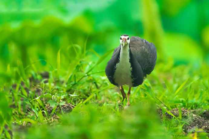 沙河的白胸苦恶鸟