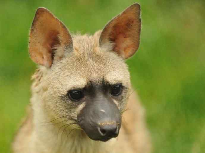 盘点十二大著名食蚁动物：土狼