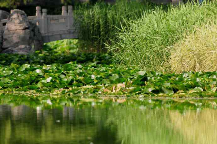 龙潭西湖的白胸苦恶鸟