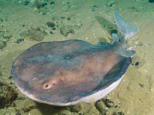 鱼类活化石：锯鳐