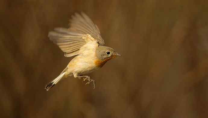 红胸姬鹟的美丽飞翔