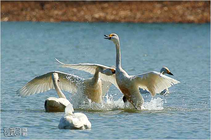  点击图片或使用键盘← →翻页