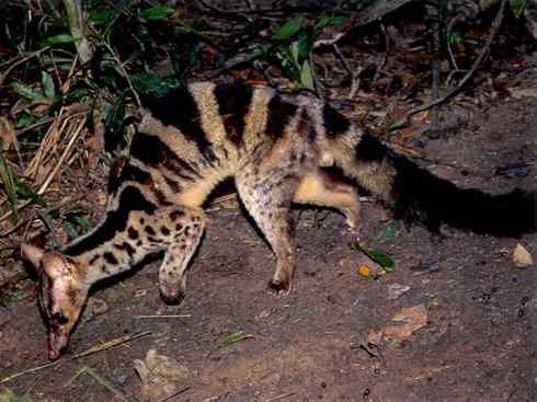 狈：传说的兽原型探秘（鬣狗）