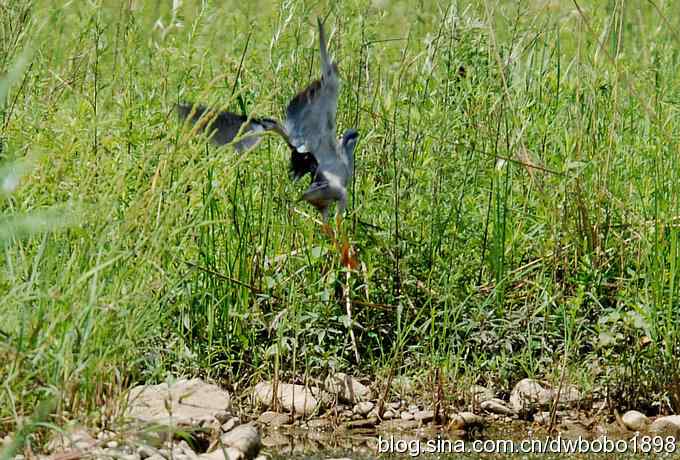 冒酷暑寻拍绿鹭 wbr长途奔袭古北口