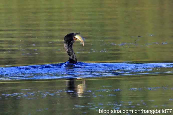 美国鸟类摄影——双冠鸬鹚（1）