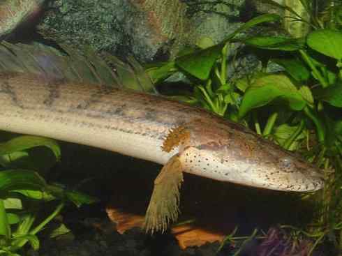 鱼类活化石:多鳍鱼 鱼类活化石:多鳍鱼