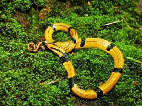 龙：传说的兽原型探秘（游蛇类）