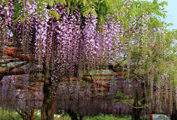 186.紫藤园