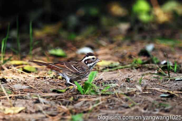 三道眉草鹀（2）